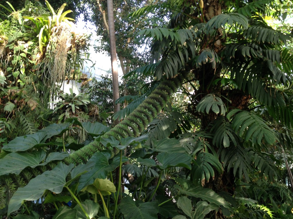 Voyage dans les Grandes Serres du Jardin des Plantes