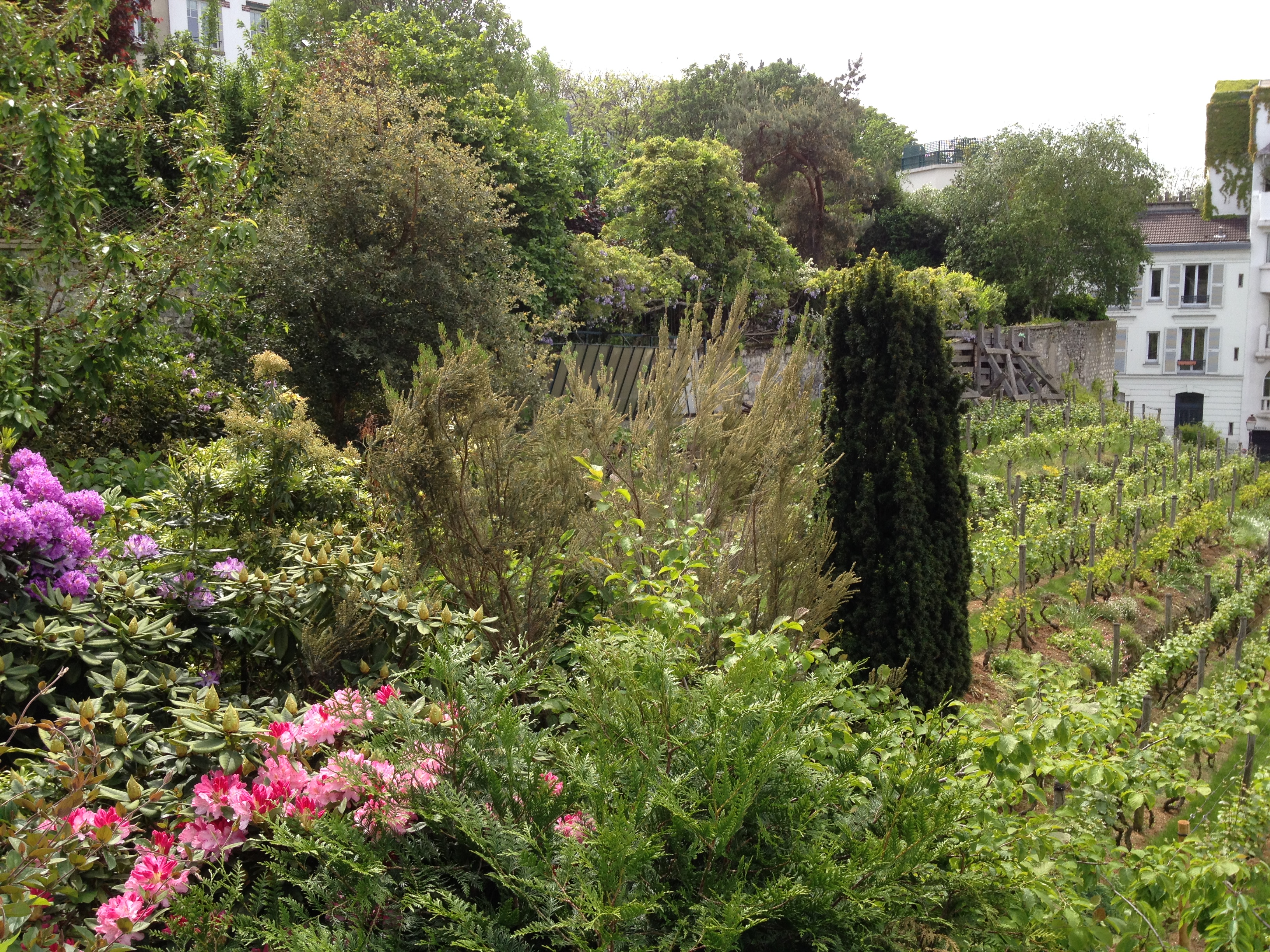 montmartre-jardins-renoir-pds6